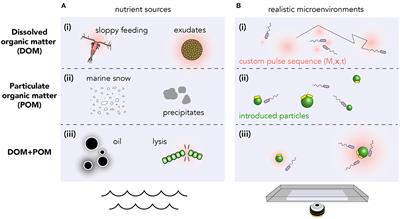 Cutting Through the Noise: Bacterial Chemotaxis in Marine Microenvironments